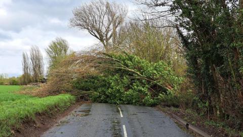 Fallen tree on road