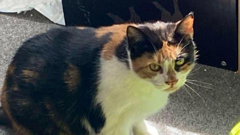 Winnie the cat is looking with distain at the camera. She is fluffy and her fur is black or dark brown, ginger and white.