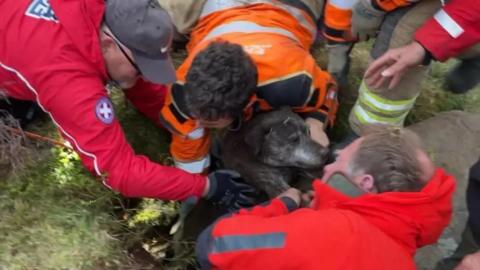 The moment Maisy the dog was saved
