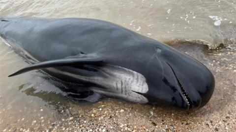 A dead pilot whale on the shore 