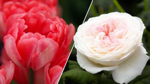 A split image of two flowers