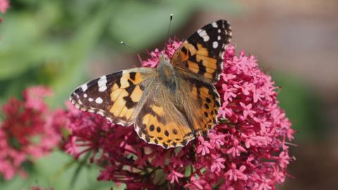 A patterned orange, brown and white butterfly on a pink flower.