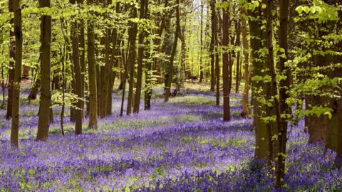 A Bluebell Glade in Pryor Wood, Hertfordshire