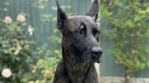 A Dutch Herder has a cut to her head. 