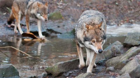 Two Eurasian wolfs (Canis lupus lupus) walking across river