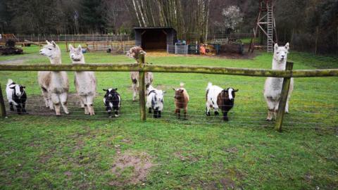 Five pygmy goats and four alpacas standing behind a wired fence on a paddock.