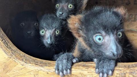 Four small lemur babies huddlestogether in a wooden box. The lemur at the front has its paws out of the box. They have big light blue and green eyes.
