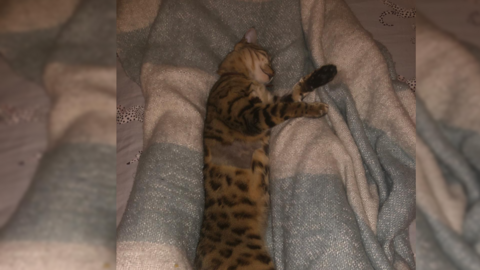 A cat with leopard print fur on a duvet with a patch of its fur shaved