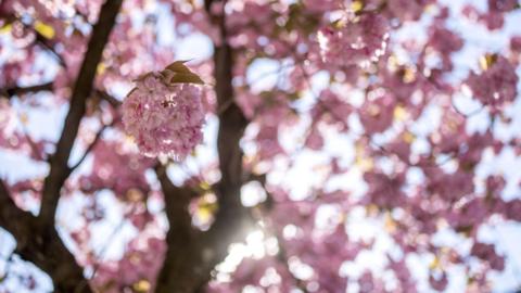 An artistic photo of a flowering pink cherry blossom tree taken from underneath, with sun filtering through the branches and blue sky beyond.