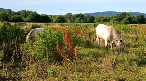 Two white cows are seen grazing in long grass. The cows have their heads bowed down in the vegetation. The sky is blue and the field is surrounded by a lines on trees.