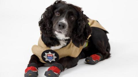 Fire investigation dog Sherlock.