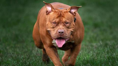 A stock photo of an XL Bully. The dog has a brown coat.