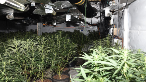 Cannabis plants in pots have been laid out in rows inside a unit with white walls. Above the plants are ventilation pipes and lights.