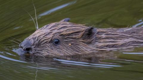 A generic image of a beaver swimming in a river. It has part of its head and body just above the water as it swims. Its brown fur is wet. 
