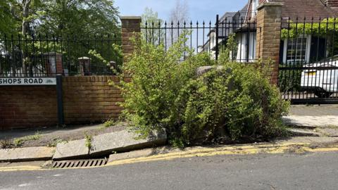 Weeds growing out of a tree stump