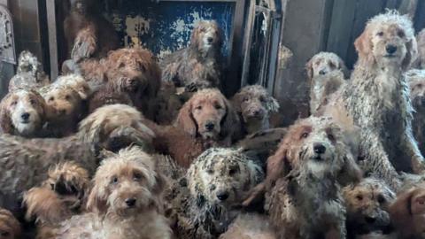 About 20 different poodle-cross dogs, all with shaggy coats in various shades of grey, white and tan, are seen crowded into one living space. One dog is seen howling, and another is seen sitting in what looks like a wood burner