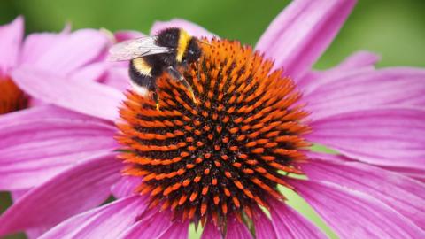 A yellow-and-black bee crawling over an orange flower with pink petals