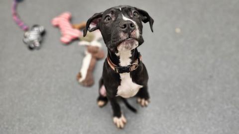 One of five puppies being care for by Bristol Animal Rescue Centre after being found abandoned in the Lawrence Hill area of the city