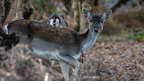 A small deer is staring directly into the camera. Its fur is brown with white spots on the top of its back. It is surrounded by trees and autumn leaves blanket the floor.