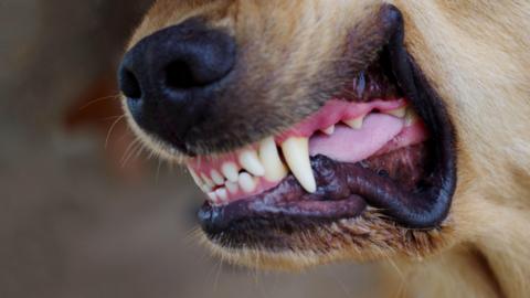 A close-up shot of a dog bearing its teeth. It is a blonde dog with a black nose.