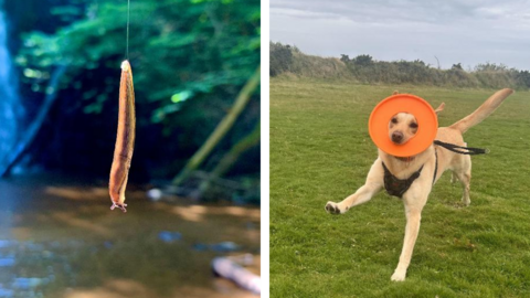 A split screen showing two photographs. The left photo shows a close-up of a slug hanging near a waterfall and the light makes it look luminescent. The right image has a dog catching a bright orange frisbee - his nose and eyes are poking through the centre of it and he is mid-run.