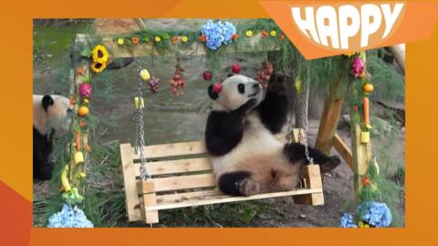 A panda on a bench