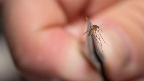 An environmental health specialist holds a mosquito in tweezers to test for West Nile virus and Eastern equine encephalitis