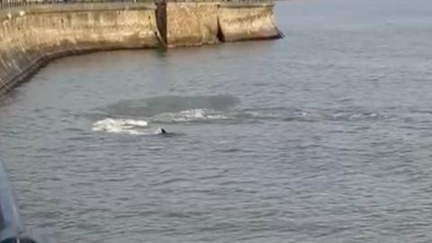 A dolphin swims outside Filey Harbour with its fin appearing out of the water