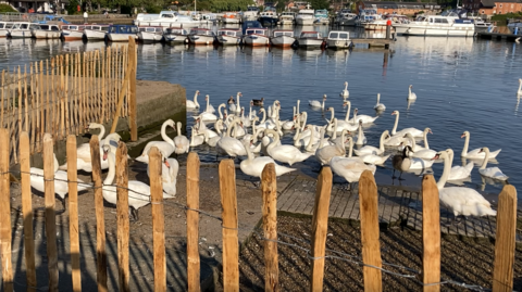 Dozens of swans swim about a waterway and some rest on concrete behind wooden fencing. Parked boats can be seen in the distance.
