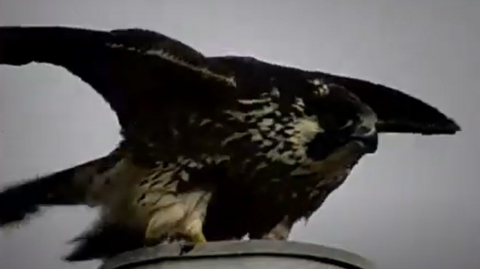 The peregrine falcon flapping its wings after being rescued from a roof in Addlestone, Surrey. The sky behind the black-and-white feathered bird is grey.