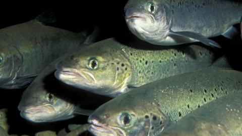 A group of five Atlantic salmon huddle close together in dark waters 