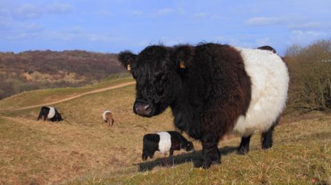  A black-and-white shaggy cow stands in the foreground of a grassy hillside, with several smaller black-and-white cows grazing behind it under a clear blue sky.