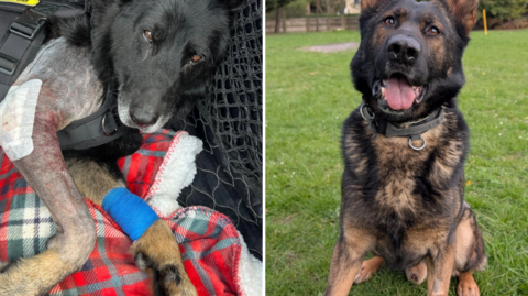The image is a side-by-side composite showing two photographs of two German Shepherd dogs. The left-hand photograph shows a dog after surgery for a leg injury. It is lying down on a red-and-green tartan blanket inside a vehicle. One of the dog’s front legs is shaved and has a large medical dressing and bandage on it. The right-hand photograph shows another dog outdoors on grass sitting upright. The dog has a thick black and tan coat and is wearing a collar. 