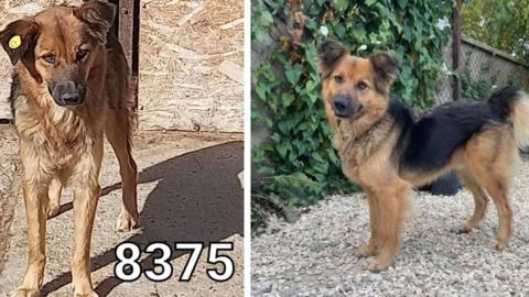 A mixed-breed dog in a kill shelter looking sad and poorly with a tag in his ear, and a second picture of the same dog looking much more healthy in the rescue centre in Hull