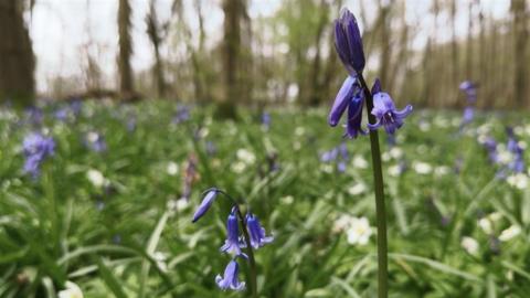 Bluebells in long grass in woodland.