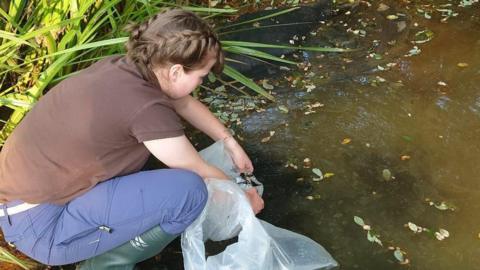 A woman kneeling down next to a pond. The woman is holding a plastic bag close to the water to release the species. The water is murky and leaves are floating on the surface.