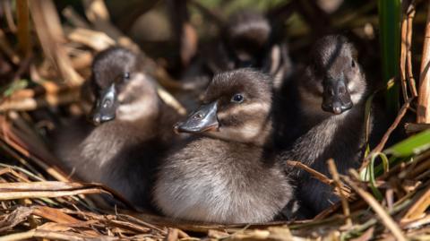 The four Maccoa ducks 