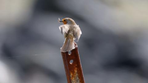 bird