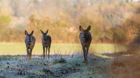 Overton, Hampshire three deer walk across a frosty field.