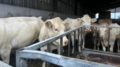 Five white cows stand in their pen by a metal grate