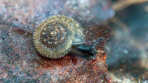 A close up picture of a snail with its swirly shell covered in fine hairs. It's slimy head with feelers are protuding sat upon a reddish brown rock