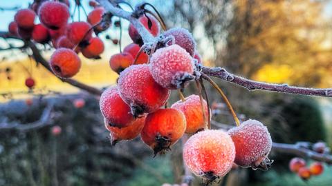Frozen red berries on a tree branch on a cold and sunny morning.