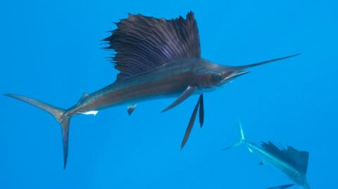 Stock image of a swordfish