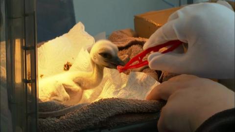 A baby stork is being fed by a person wearing white gloves and holding red tweezers. The baby is wrapped in towels and there is a light behind it.