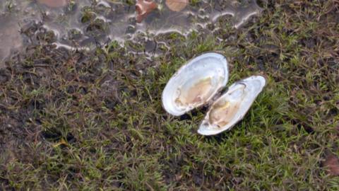 An opened freshwater pearl mussel on the shore of a body of water. It sits nestled in green moss and mud.