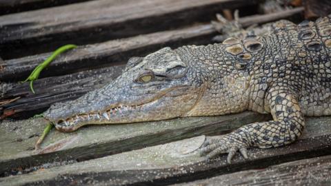 Alligator on wooden boards