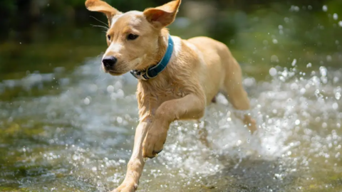 A brown dog jumps through water in the sunshine. He has a blue collar on and its ears are raised as it runs.