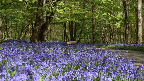 Vibrant purple carpet of bluebells in a shady woodland