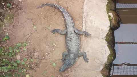 A view from above of a crocodile on a sandy or muddy ground, sitting next to brown-coloured water in an enclosure. There is green foliage to the left.