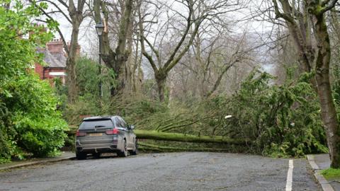 A large tree has blown down blocking a road. A car is parked just before the tree.